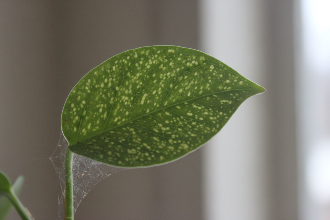 Spider mites in winter: stop the speckled leaves and dry-web look — Early-Winter Edition