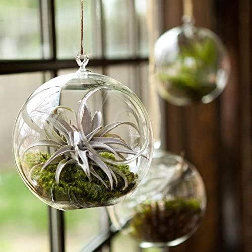Mkono 3 Pack Glass Hanging Planter Air Fern Holder Terrarium Plants Hanger Vase, Home Christmas Decoration Gifts for Plant Lovers, Succulent Moss Tillandsias Air Plants Globe (Plant Not Included)