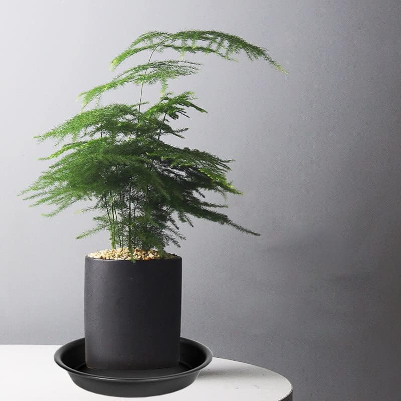 6 Pack 6 inch Plant Saucer Tray, 4 6 8 10 12 15 17 19 inch Plant Saucers, Heavy Duty Plastic Plant Saucers for Indoors, Bird Bath Bowls, Flower Plant Water Trays for pots Planter (6", Black)