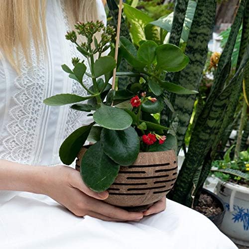 Horizons Coconut Planter w/ Drainage Hole- Perfect for Succulents, Flowers, Small Plants, Indoor & Outdoor Gardens- Handcarved by Artisans, Eco-Friendly & Sustainable