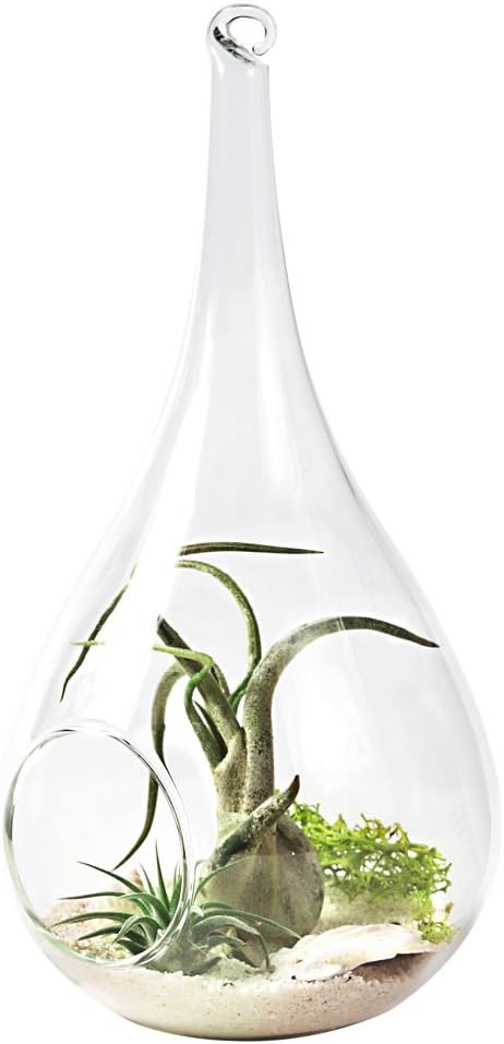 Mkono 2 Pack Glass Hanging Planter Air Fern Holder Terrarium Plants Hanger Vase Home Christmas Decoration Gift Idea for Succulent Moss Tillandsias Air Plants, Globe and Teardrop