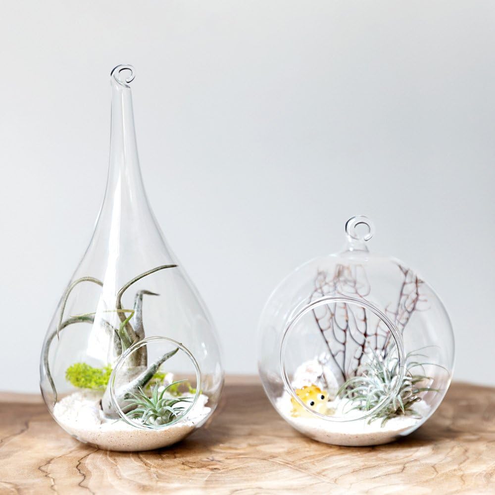 Mkono 2 Pack Glass Hanging Planter Air Fern Holder Terrarium Plants Hanger Vase Home Christmas Decoration Gift Idea for Succulent Moss Tillandsias Air Plants, Globe and Teardrop