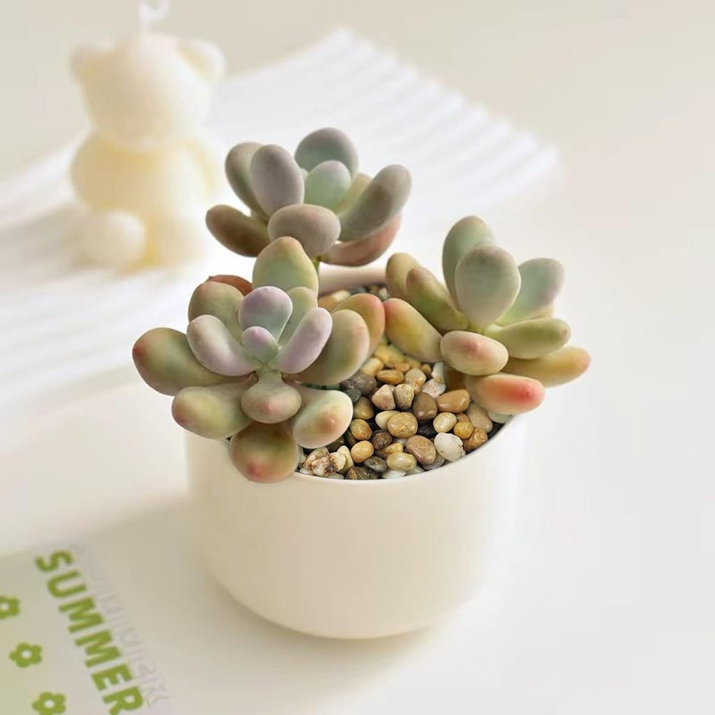 10 lbs Aquarium Pea Gravel, 3/8 Inch Polished Pebbles. Decorative Stones River Rocks for Succulent Soil Cover, Fish Yank, Vase and Outdoor Garden Landscaping