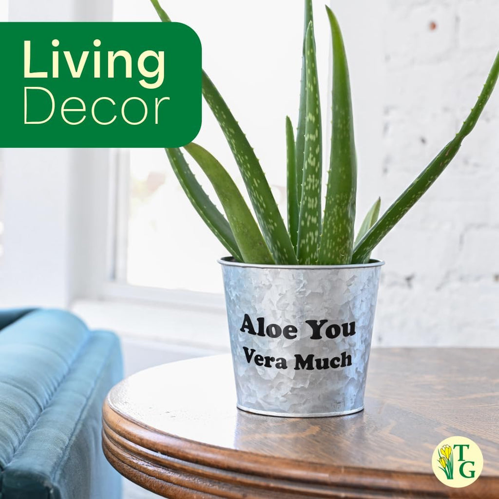 Thorsen's Greenhouse Aloe Vera, Live Indoor Plant, Aloe barbadensis, Easy to Grow, Succulent, Natural Air Purifier, 4" Diameter Pot (Silver - Metal)