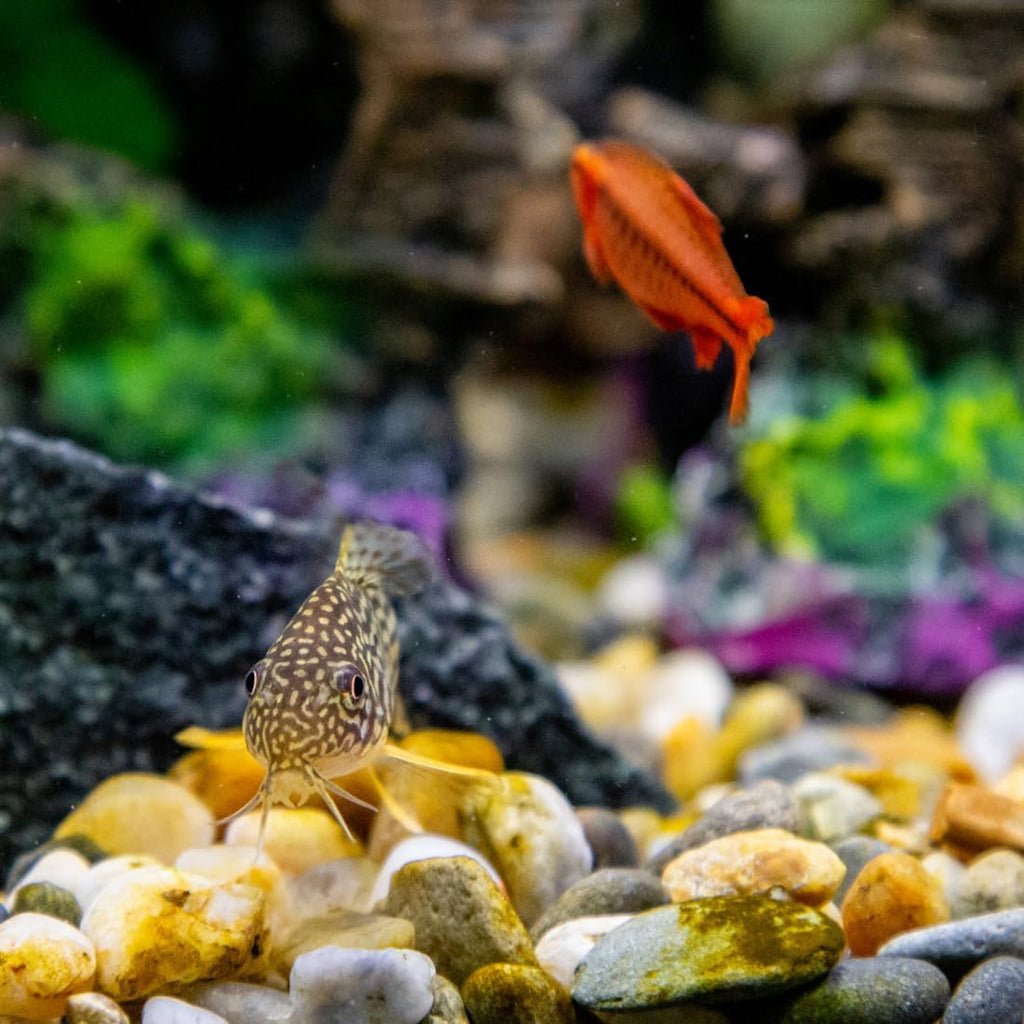 10lbs Aquarium Rocks, 5/8" Natural River Rocks for Plants Decorative Polished Mixed Pebbles for Fish Tank, Landscaping, Gardening, Flower Pots, Vase Fillers, Indoor Water Fountains