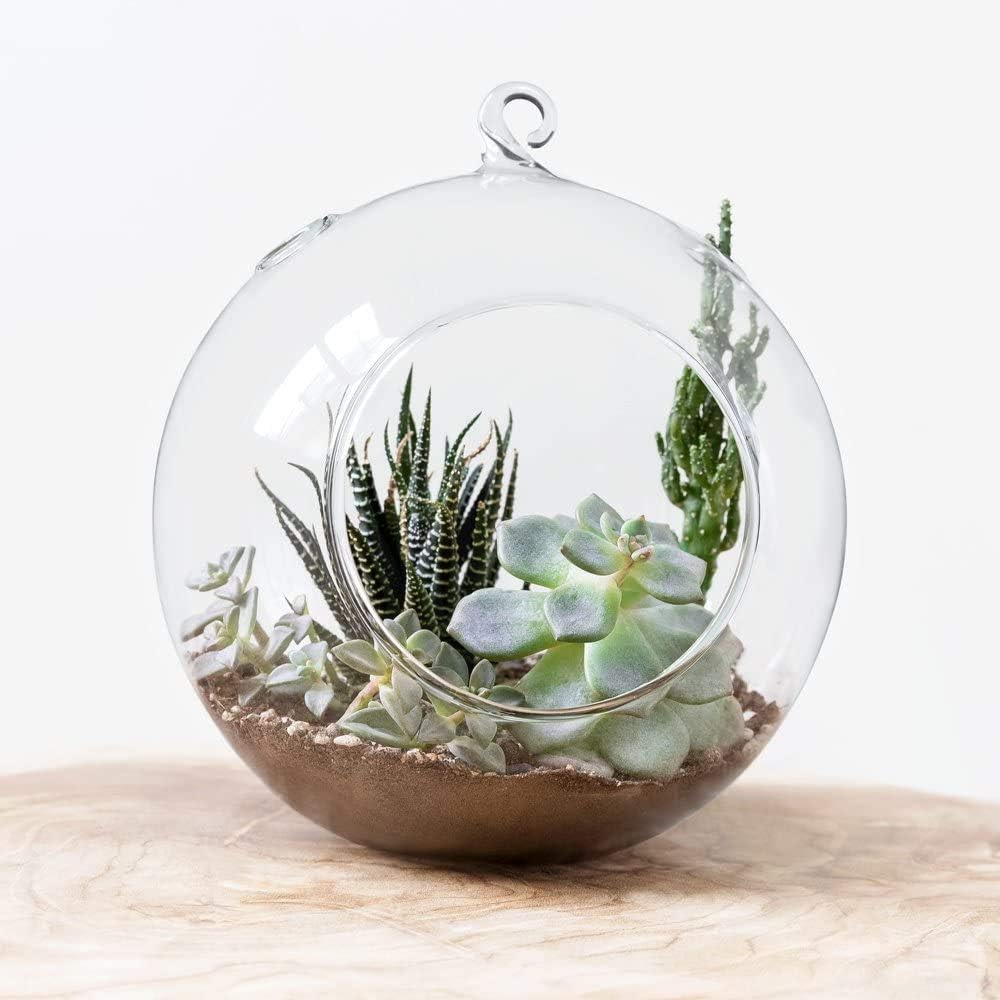 Mkono 2 Packs 6-Inch Round Hanging Glass Planter Air Plant Terrarium Globe for Succulent, Tillandsia, Gifts for Plant Lovers Thanksgiving Christmas Home Decor (Plant Not Included)