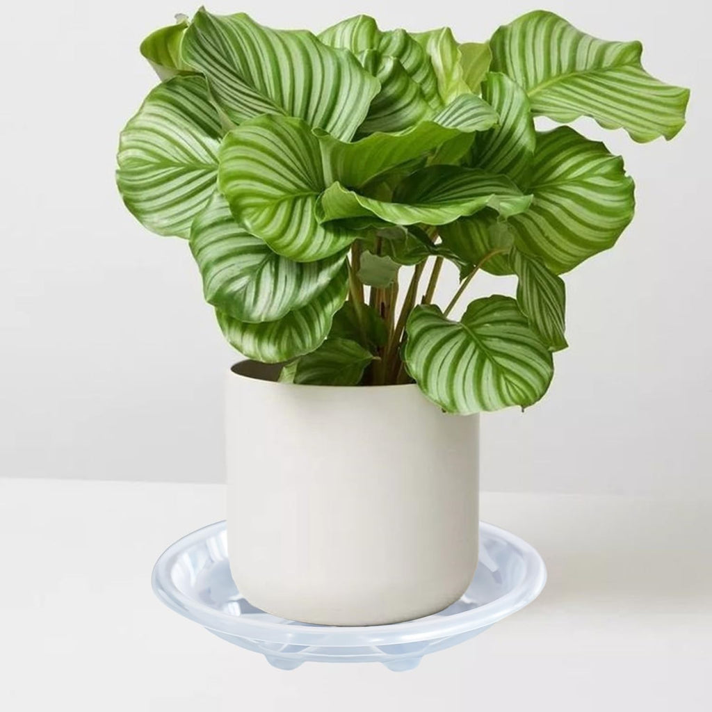 6 Pack of Plant Saucer 8 inch, Heavy Duty Clear Plastic Plant Saucers, Round Plant Drip Trays for Indoors Outdoor, Plant Water Tray for Planters
