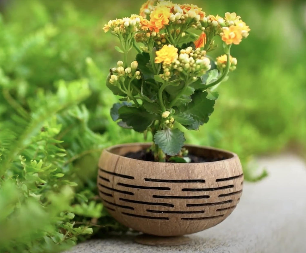 Set of 4 Horizons Coconut Planters w/Drainage Hole- Perfect for Succulents, Flowers, Small Plants, Indoor & Outdoor Gardens- Handcarved by Artisans, Eco-Friendly & Sustainable