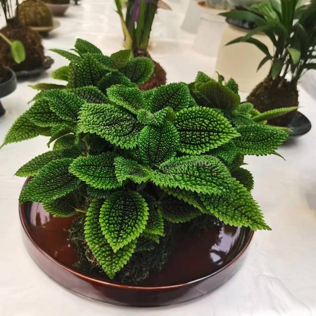 Ceramic Plant Saucer 12 Inch, Round Plant Trays for Indoors/Outdoors, Flower Pot Saucers for Holding Water Drips and Soil, Ceramic Drainage Tray for Plant Pot (Brown)