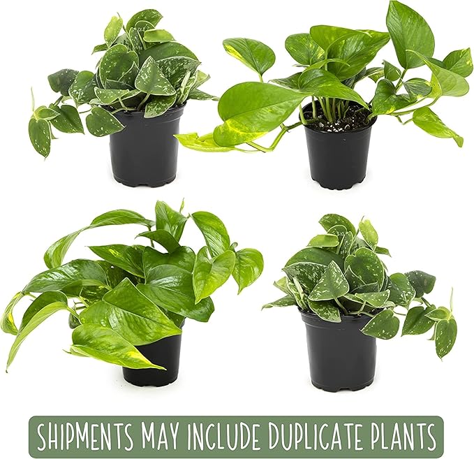 Live Pothos Plants (4PK) Indoor Plants Live Houseplants, Pothos Live Plant House Plants, Money Plant Indoor Pothos Plant Decor, Devils Ivy Trailing Plants Live by Plants for Pets,Black