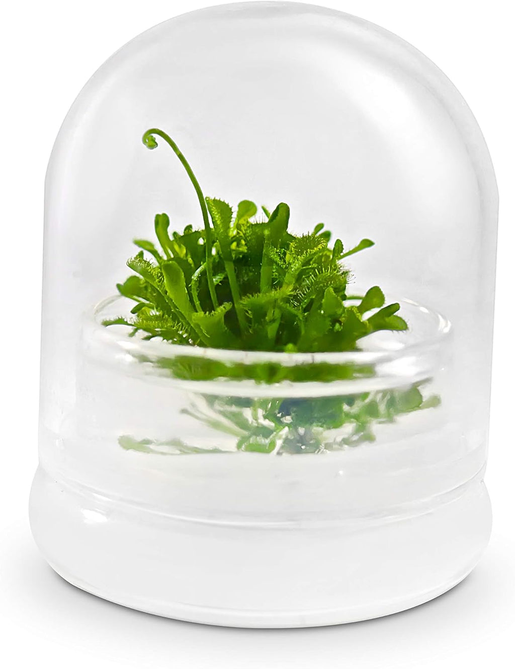 Bloomify Live Sundew Plant Terrarium – Enclosed Ecosystem with Zero Maintenance – Unique Ecosphere Plants for Home Décor – Drosera Spatula Sundew Plant –Great Gift – Self-Sustaining Terrarium