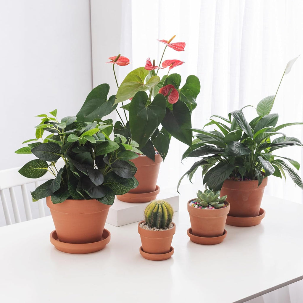 Fcacti 6 inch Middle Terra Cotta Plant Saucers, Round Pot Drip Trays,Durable Thicker Clay Plant Tray Flower Pot Saucers for Outdoors Indoors Flower Pots and Planters,Pack of 8