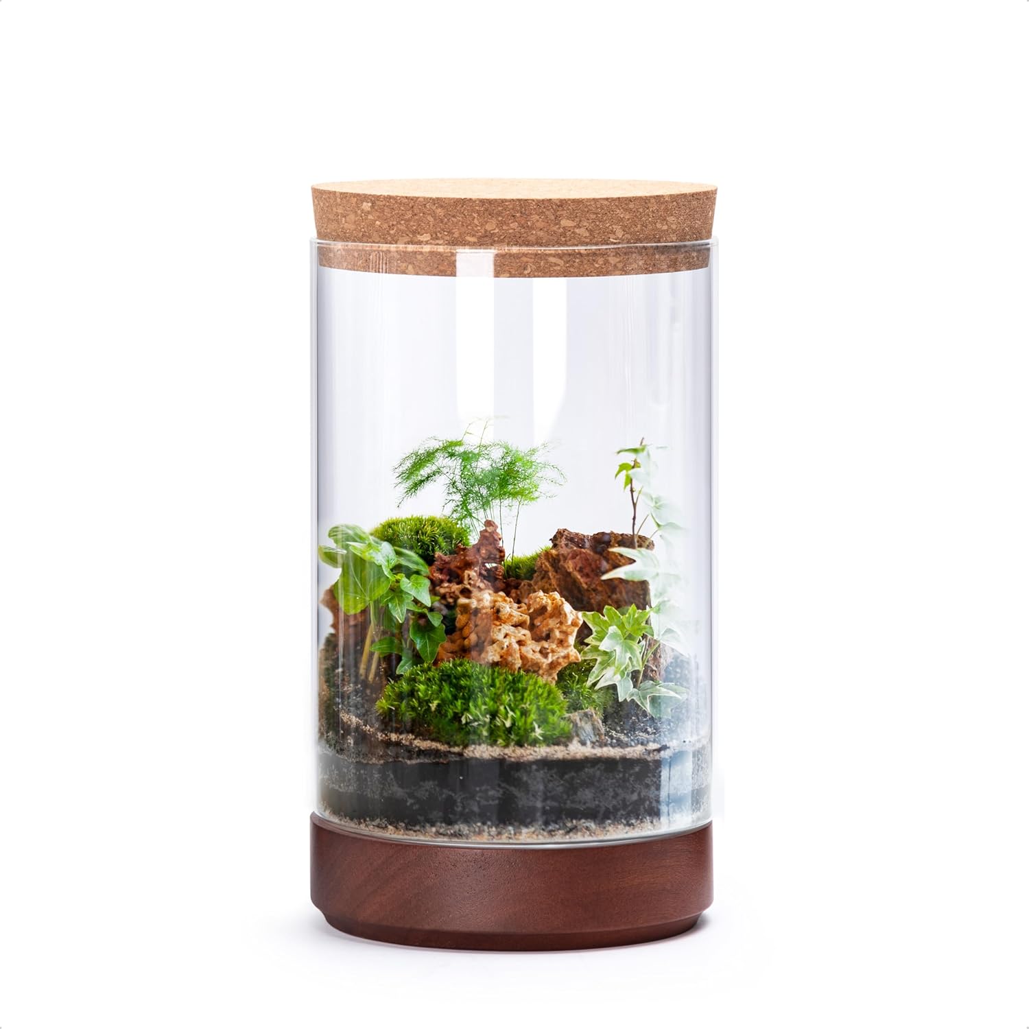 Clear Glass Houseplant Terrarium Planter, 6" W x 10" H, Cylindrical Terrarium with Wooden Base & Cork Lid | Versatile Tabletop Decoration for Home or Office or Hydroponics (Plant Not Included), 41-A-M