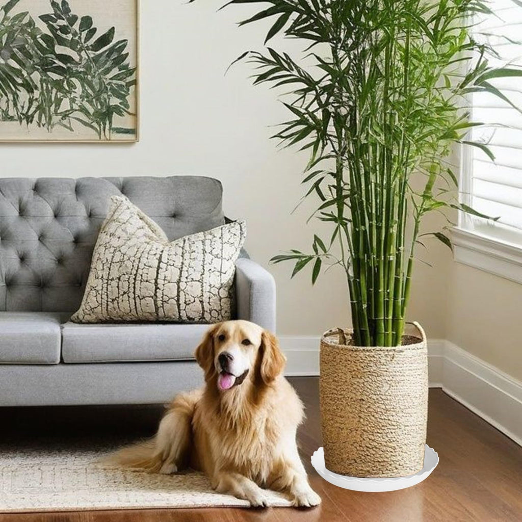 Large Plant Saucer 16 inch, 2 Pack Heavy Sturdy Plastic Plant Tray for Planter, Flower Saucers for Indoors, Flower Pots Saucers, Plant Drainage Tray Round (White)