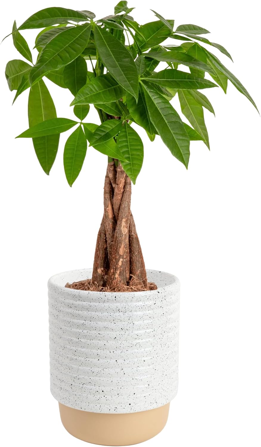 Costa Farms Money Tree Live Plant | 12-16 Inches Tall Bonsai | Easy to Grow Indoor Houseplant in Plant Pot | Home, Office, or Room Decor | Birthday, Housewarming Gift