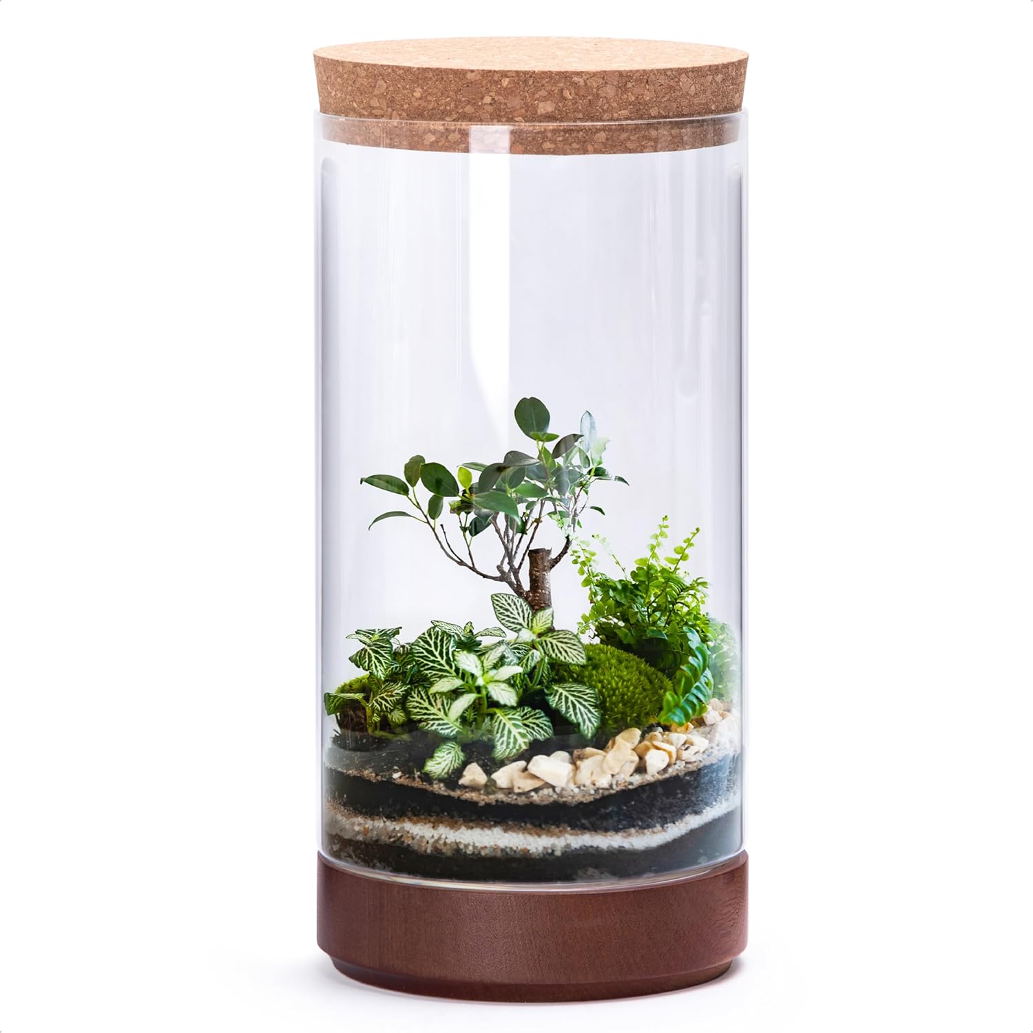Clear Glass Houseplant Terrarium Planter, 6" W x 12" H, Cylindrical Terrarium with Wooden Base & Cork Lid | Versatile Tabletop Decoration for Home or Office or Hydroponics (Plant Not Included), 41-A-L