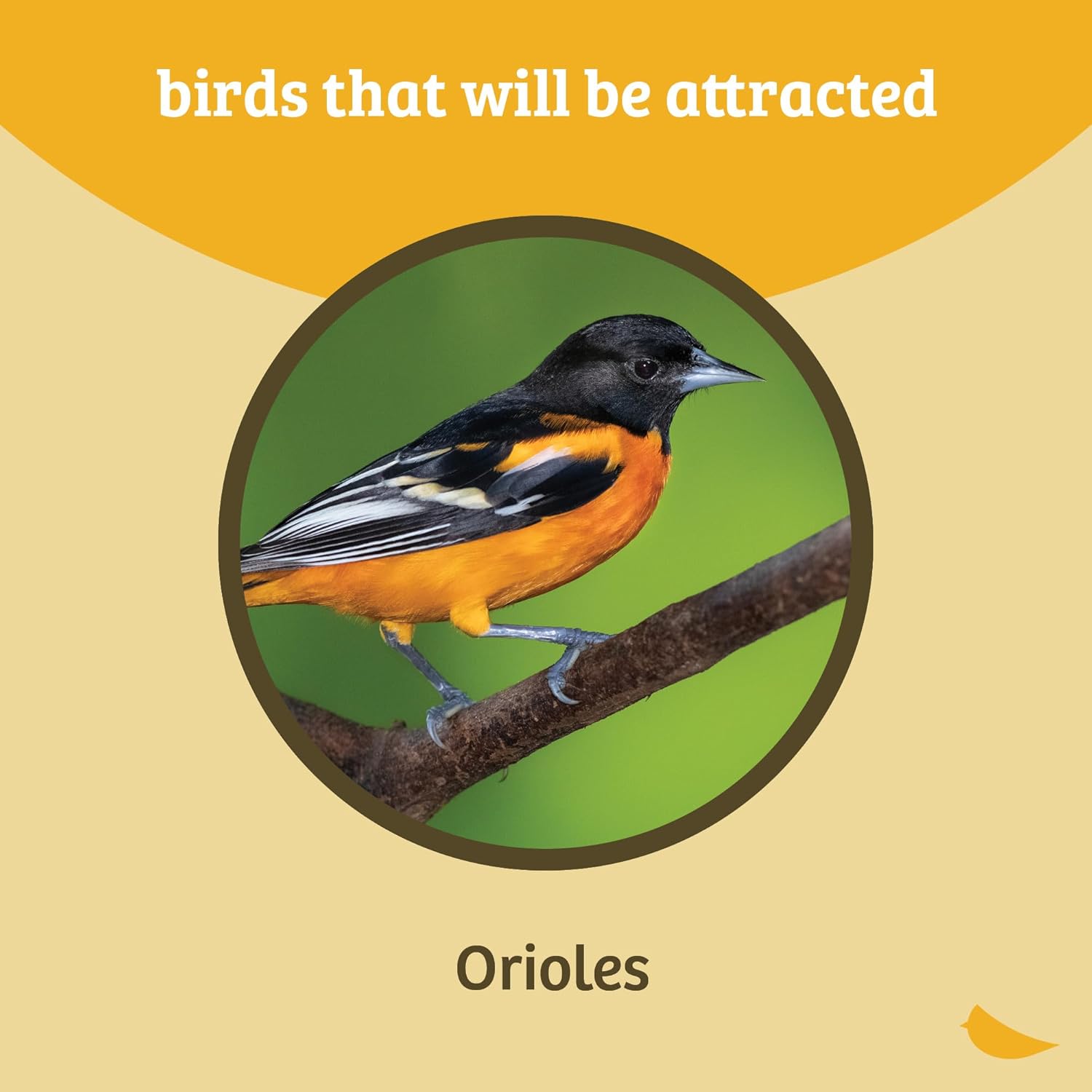 Birds Choice Oriole Bird Feeder | Flower-Shaped Hanging Bird Feeder for Jelly & Orange Halves | Removable Cup & Fruit Pegs with Heart Ornament | Sturdy for Garden & Backyard | 3 oz Capacity, Orange