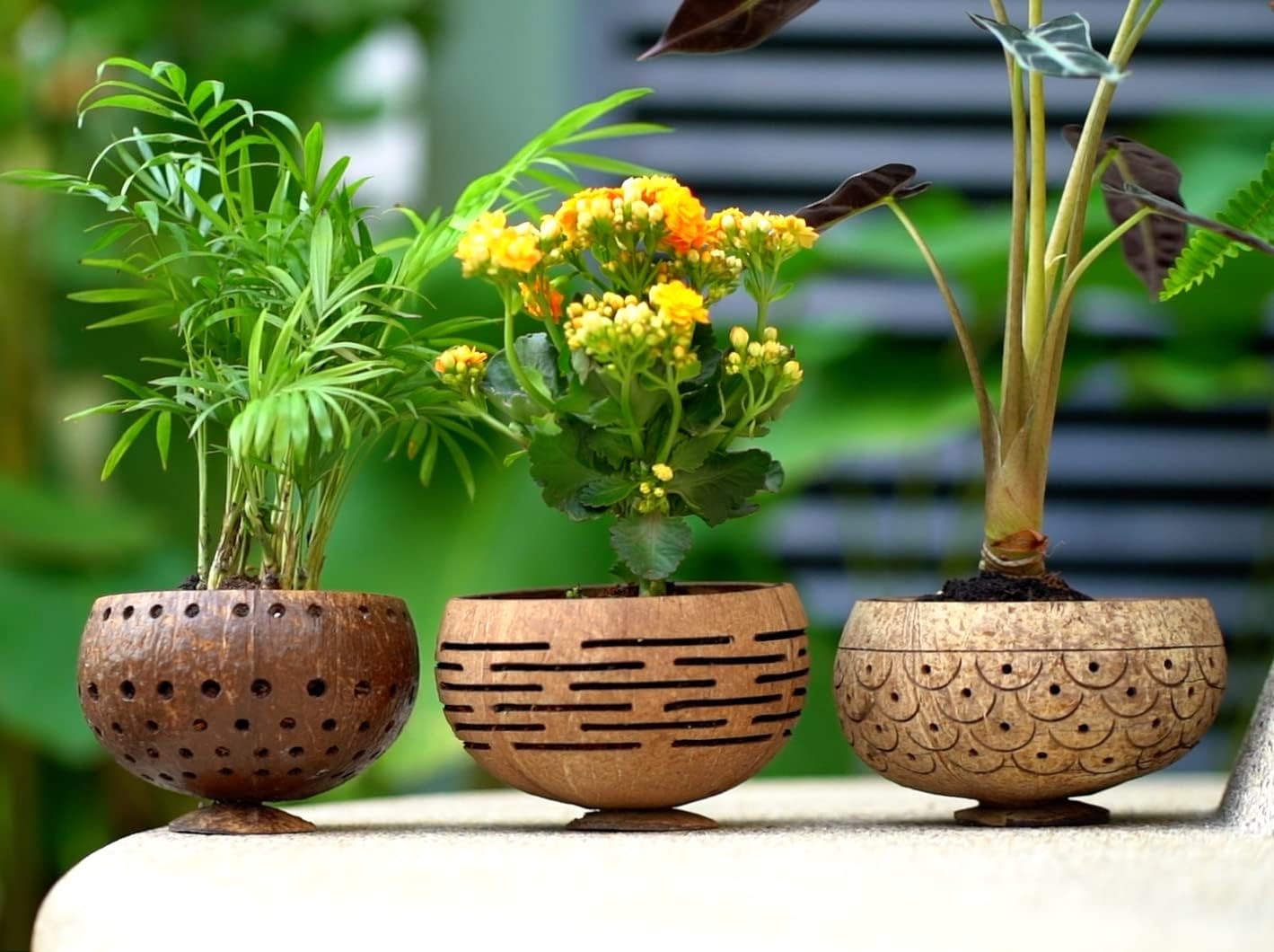 Set of 4 Horizons Coconut Planters w/Drainage Hole- Perfect for Succulents, Flowers, Small Plants, Indoor & Outdoor Gardens- Handcarved by Artisans, Eco-Friendly & Sustainable