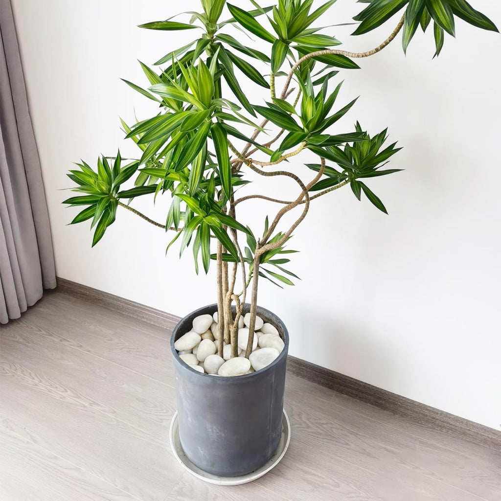 10 lbs White Pebbles for Indoor Plants, 0.8-1.2 Inch Small White River Rocks Stones for Planters, Vases, Fish Tank, Garden, Landscaping, Top Dressing and Bottem Drainage