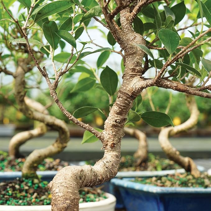 Brussel's Bonsai Live Golden Gate Ficus Indoor Bonsai Tree - Small, 4 Years Old, 5 to 8 In - Live Bonsai Tree in Ceramic Bonsai Pot with Humidity Tray