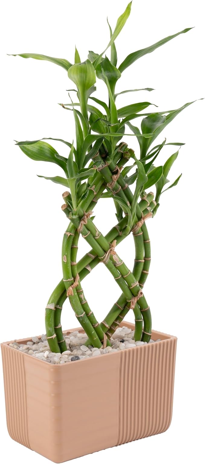 Costa Farms Lucky Bamboo Plant, Easy to Grow Live Houseplant in Indoor Bamboo Pot, Potting Mix, Grower's Choice, Birthday Gift, Home, Office, Plant Shelf Zen Room Decor, 12-Inches Tall