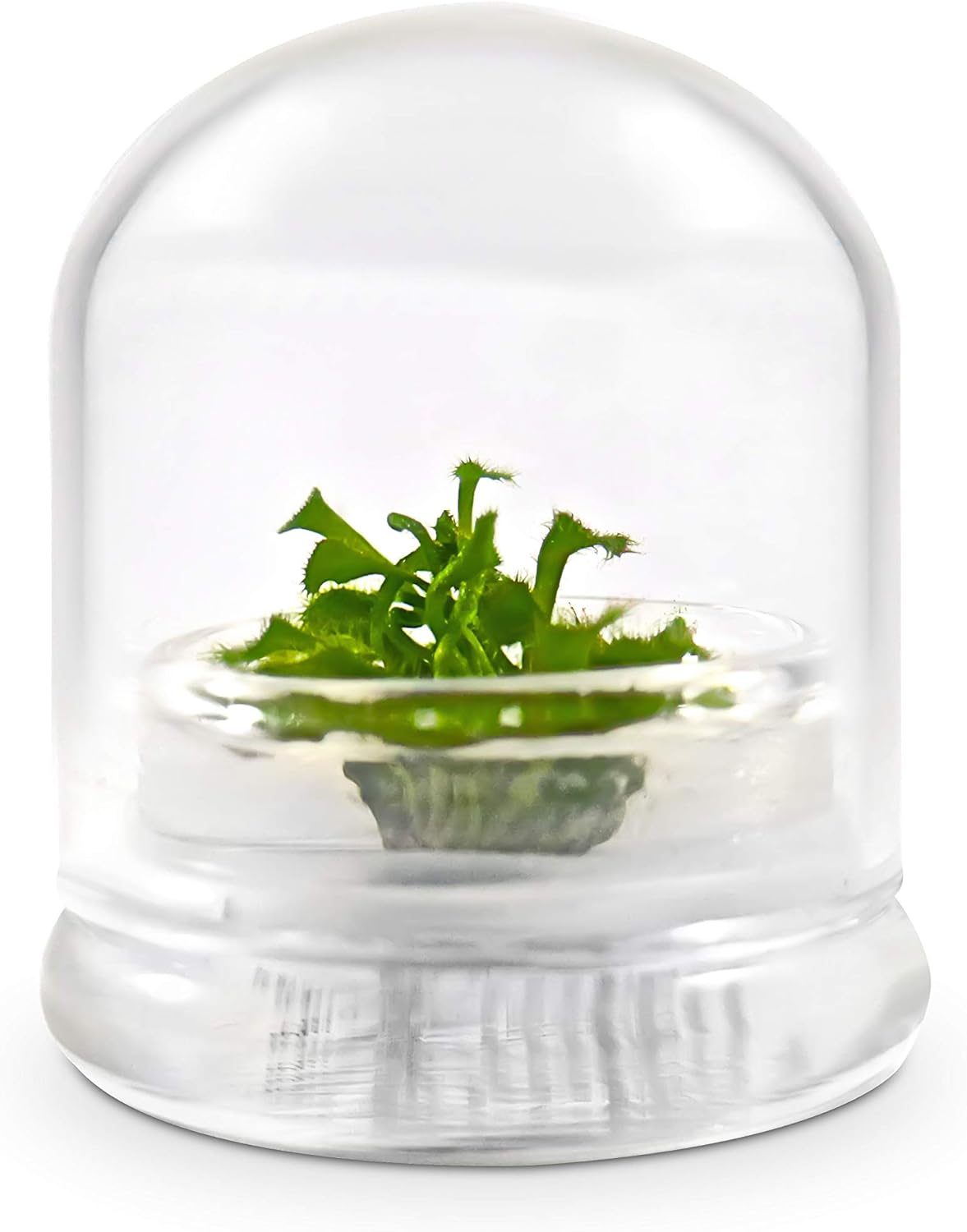 Bloomify Live Sundew Plant Terrarium – Enclosed Ecosystem with Zero Maintenance – Unique Ecosphere Plants for Home Décor – Drosera Spatula Sundew Plant –Great Gift – Self-Sustaining Terrarium