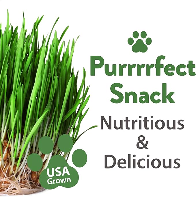 1 Pound Cat Grass Seeds for Cat & Kittens - 100% 𝗡𝗢𝗡-𝗚𝗠𝗢 𝗨𝗦𝗔, Heirloom | Grow Fresh Kitty Grass for Chewing | Pet Grass for Cats Indoor Garden | Wheatgrass Seeds for Pets | Healthy Cat Greens