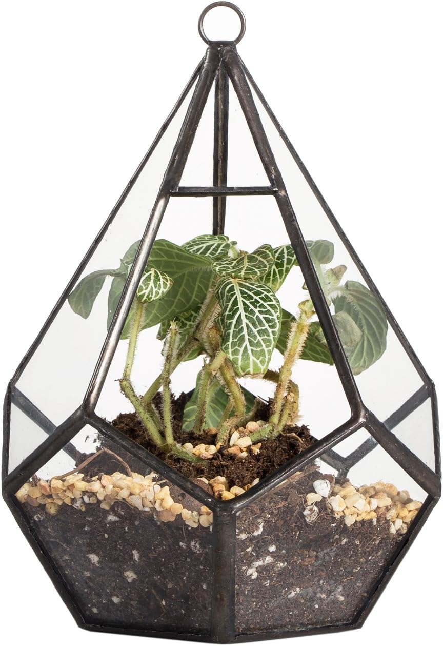 NCYP Mini Wall Hanging Glass Terrarium, 4.5 x 4.5 x 5.3 inches Diamond Shape Geometric Terrarium for Succulent Plant, Desktop Decor, Mini Centerpiece, Modern (Plants Not Included)