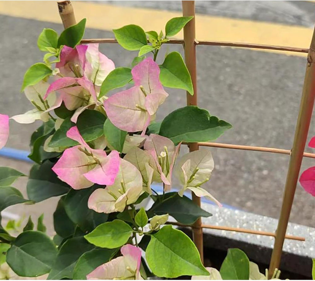 10 Pack 16" Bamboo Trellis for Climbing Plants-Natural Garden Ladder Fan -Shaped Plants Support Trellis for Potted Plant Decor in Door