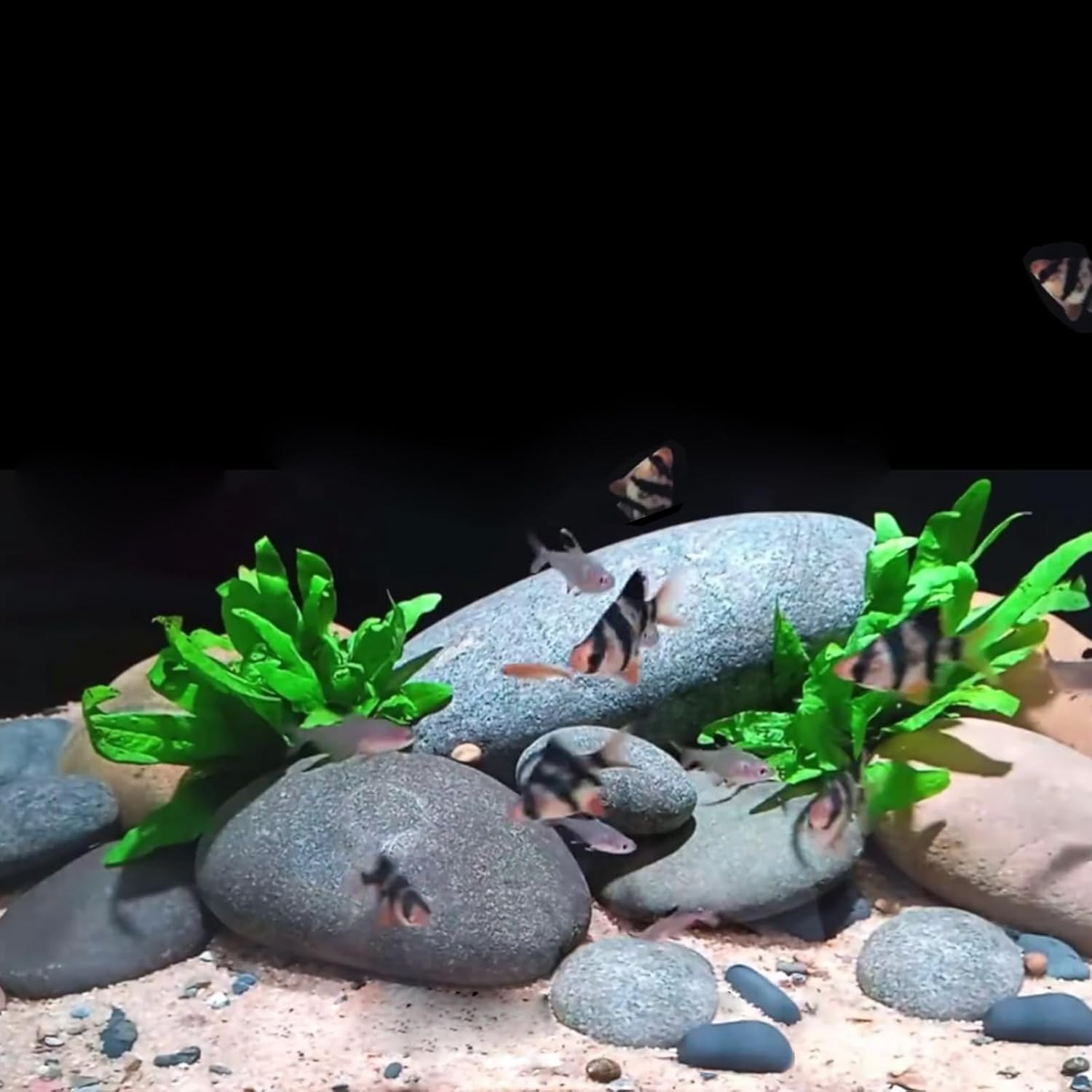 10 Pounds Black River Rocks, 2-3 Inch Black Stones Pebbles for Plants, Landscaping, Garden, Aquarium, Backyard and Indoor Water Fountains