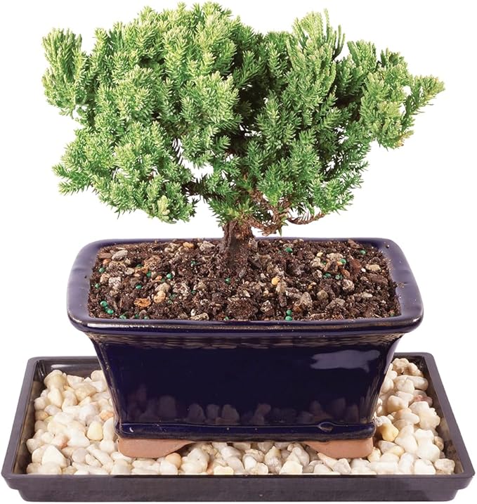 Brussel's Bonsai Live Green Mound Juniper Bonsai Tree - Small, 3 Year, 4 to 6 Inches - Outdoor Bonsai Tree with Bonsai Pot and Bonsai Tray