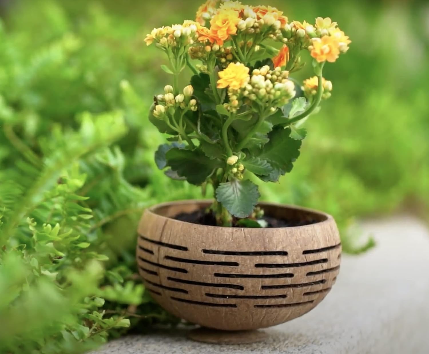 Set of 2 Horizons Coconut Planters w/Drainage Hole- Perfect for Succulents, Flowers, Small Plants, Indoor & Outdoor Gardens- Handcarved by Artisans, Eco-Friendly & Sustainable