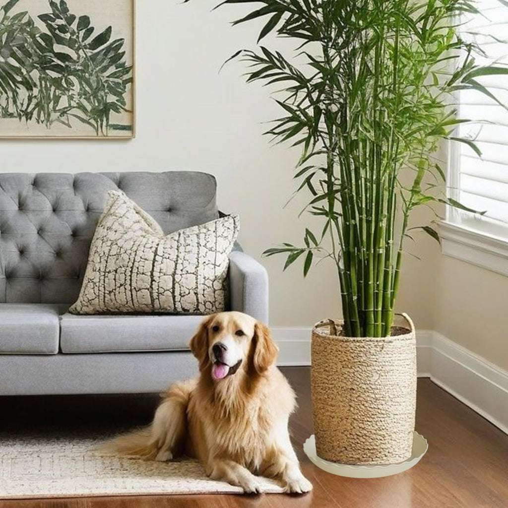 6 Pack Plant Saucer 10 inch, Heavy Duty Plastic Plant Saucers, Durable Plant Tray for Pots, Flower Saucers for Indoors, Plant Pot Saucers, Trays for Planter (Beige)