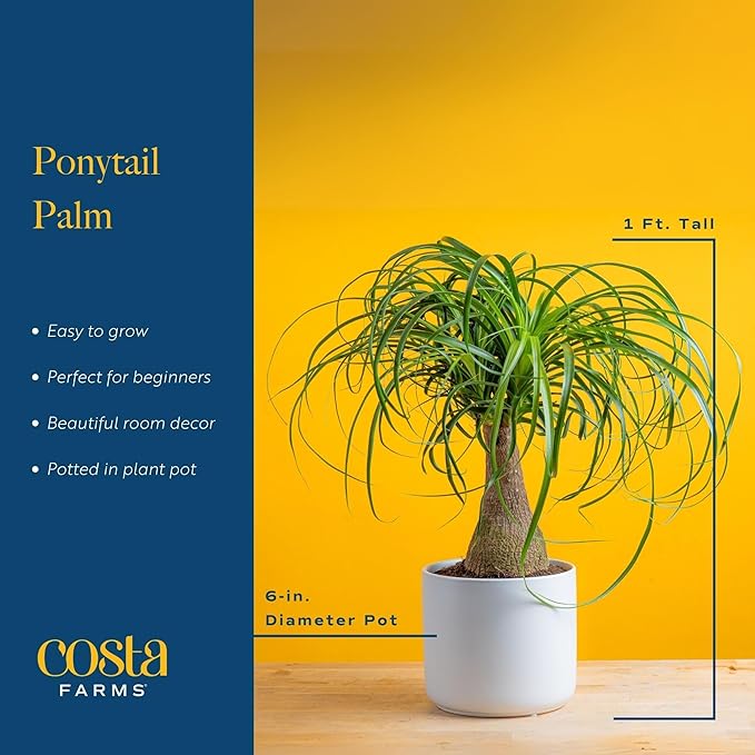 Costa Farms Ponytail Palm Bonsai, Easy to Grow Live Indoor Plant in Indoors Garden Planter Pot, Air Purifying Houseplant, Housewarming, Birthday Gift, Office, Home, and Room Décor, 1 Foot Tall