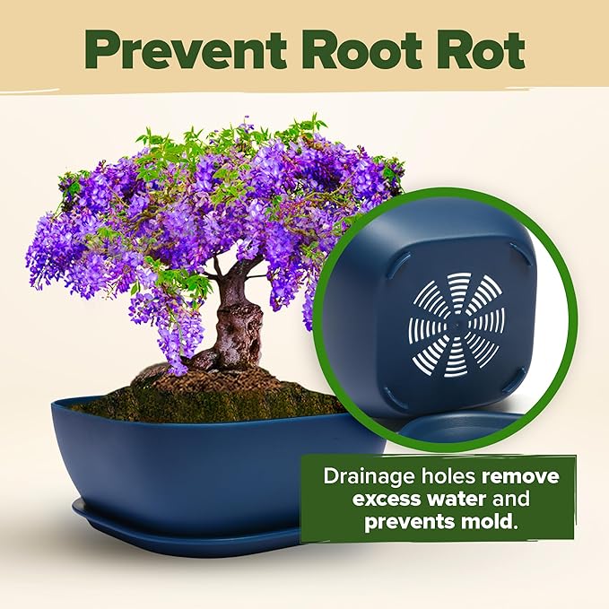 Bonsai Tree Kit - Gifts for Men & Women (Master Kit)