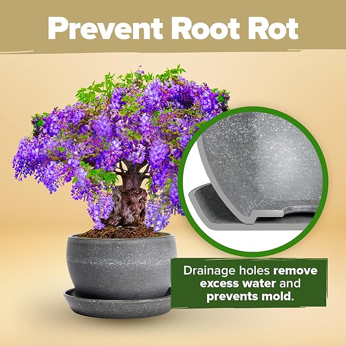 HOME GROWN Bonsai Tree Kit – Easy to Grow 4 Species of Bonsai w/Our Complete Plant Kit: Bonsai Pots & Peat Pellets Including a Bonus in-Depth Grow Guide - Great Gardening Gifts for Women and Men