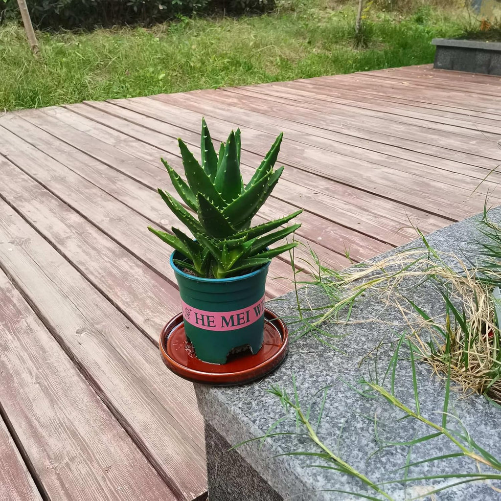 Ceramic Plant Saucer 5 Inch, 2 Pack Round Plant Saucers for Indoors/Outdoors, Flower Pot Saucers for Holding Water Drips, Ceramic Plant Water Trays for pots Planter, Bird Bath Bowls (Brown)