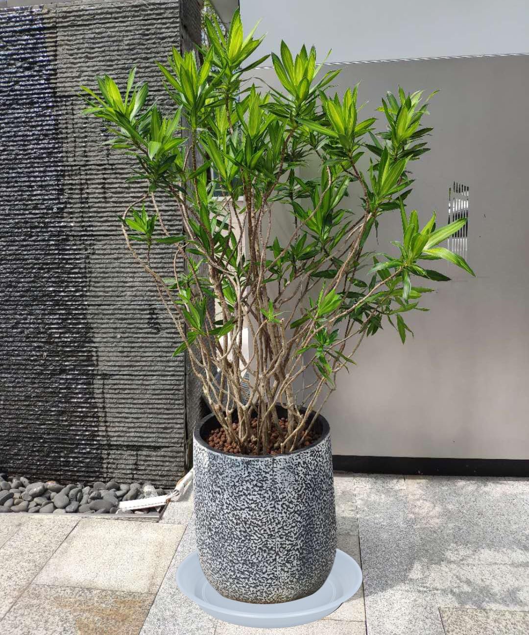 2 Pack Clear Plant Saucer Drip Tray 13 14 inch, Large Plastic Flower Planter Saucers and Drip Trays for Indoors Outdoors, Heavy Durable Plant Plate Water Catcher (14", Clear)