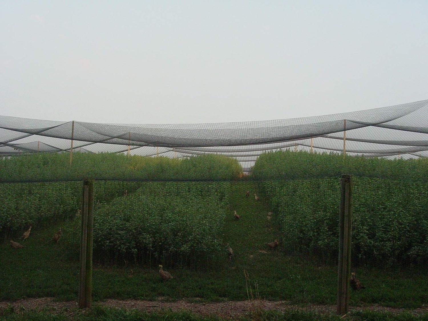 Excursions Aviary Netting 1" Heavy Knotted Poultry Net (50' x 50')