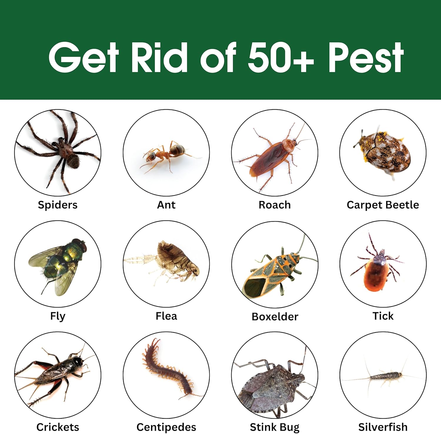 Insect & Pest Control Spray – Natural Essential - Bug Killer & Insect Repellent, Kills Ant, Spiders, Carpet Beetles, Roaches, Flies- Safe for Pets & Family, Indoor & Outdoor Use 16OZ