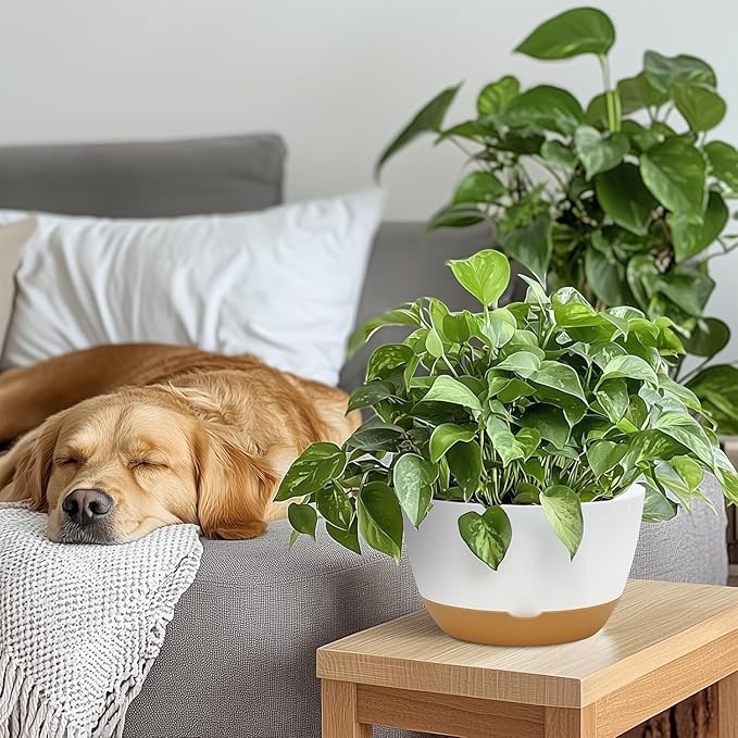 10 Inch Pots for Indoor Plants, Large Self Watering Planters with Drainage and Saucers, Plastic Outdoor Flower Pot, Set of 2, White