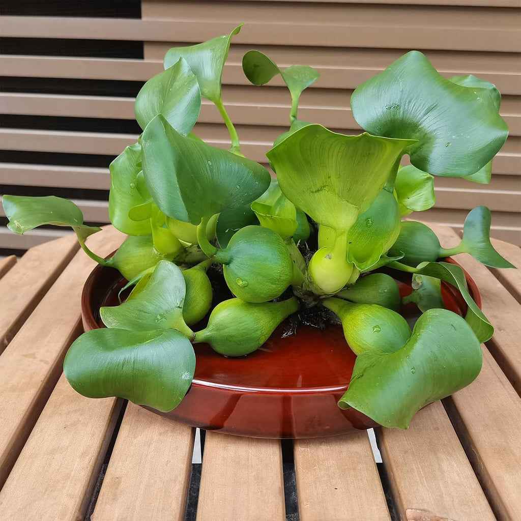 Ceramic Plant Saucer 10 Inch, Round Plant Trays for Indoors/Outdoors, Flower Pot Saucers for Holding Water Drips and Soil, Ceramic Drainage Tray for Plant Pot (Brown)