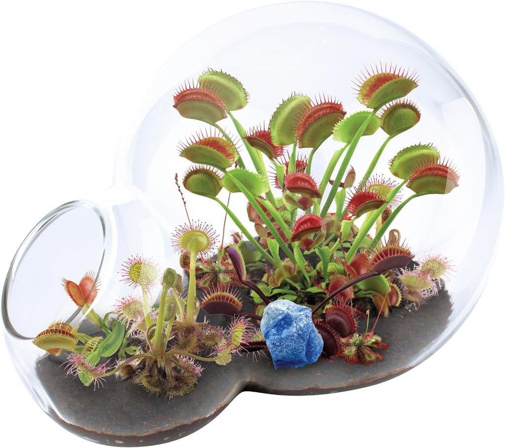 Grow Your Own Venus Fly Trap, Kids Garden Glass Terrarium Starting Kit to Sprout Flytrap and Sundew Plants, Includes Seed and Complete Terrarium Supplies for The Plant to Thrive