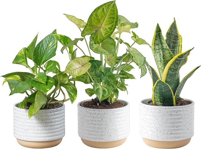 Costa Farms Live Plants (3 Pack), Easy to Grow Real Indoor Houseplants, Air Purifying Plants, Grower's Choice in Home Décor Indoors Plant Pots, New House Gift or Room Décor