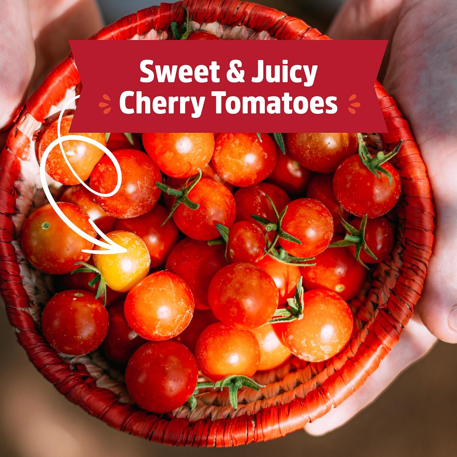 Back to the Roots Cherry Tomato Organic Windowsill Planter Kit - Grows Year Round, Includes Everything Needed For Planting