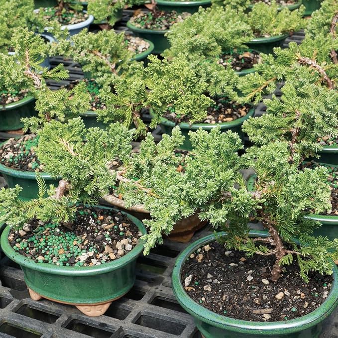 Brussel's Bonsai Live Green Mound Juniper Bonsai Tree - Small, 3 Year, 4 to 6 Inches - Outdoor Bonsai Tree with Bonsai Pot and Bonsai Tray