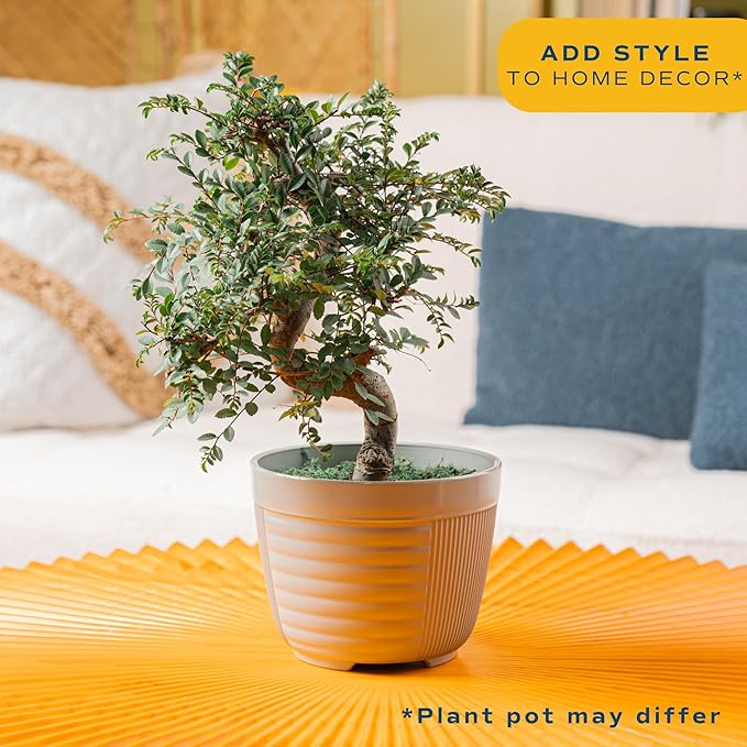 Costa Farms Mini Bonsai Tree, 1-Year Old Grower's Choice Live Indoor Plant, Easy to Grow Houseplant in Indoor Plant Pot, Potting Soil, Room and Home Decor, Birthday, Housewarming Gift, 10-Inches Tall