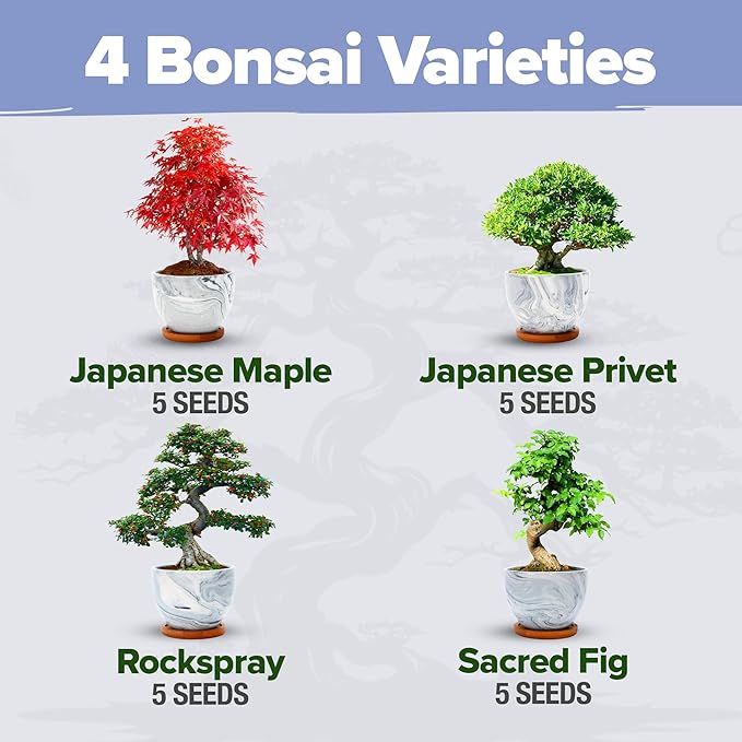 HOME GROWN Bonsai Tree Kit - Premium Ceramic Starter Kit - 4 Variety of Bonsai - Unique Gift for Men and Women Gardeners (BK2-2nd-MF)