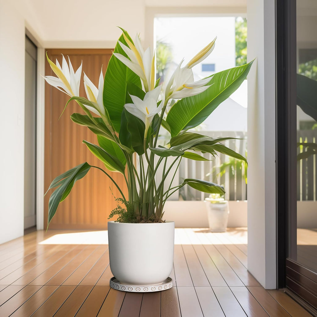 Plant Drip Tray - Ceramic Plant Saucer for Outdoors 9.3 Inch Plant Tray for Indoors No Holes Plant Pot Saucer Plant Dishes to Catch Water Round Plant Drainage Trays White