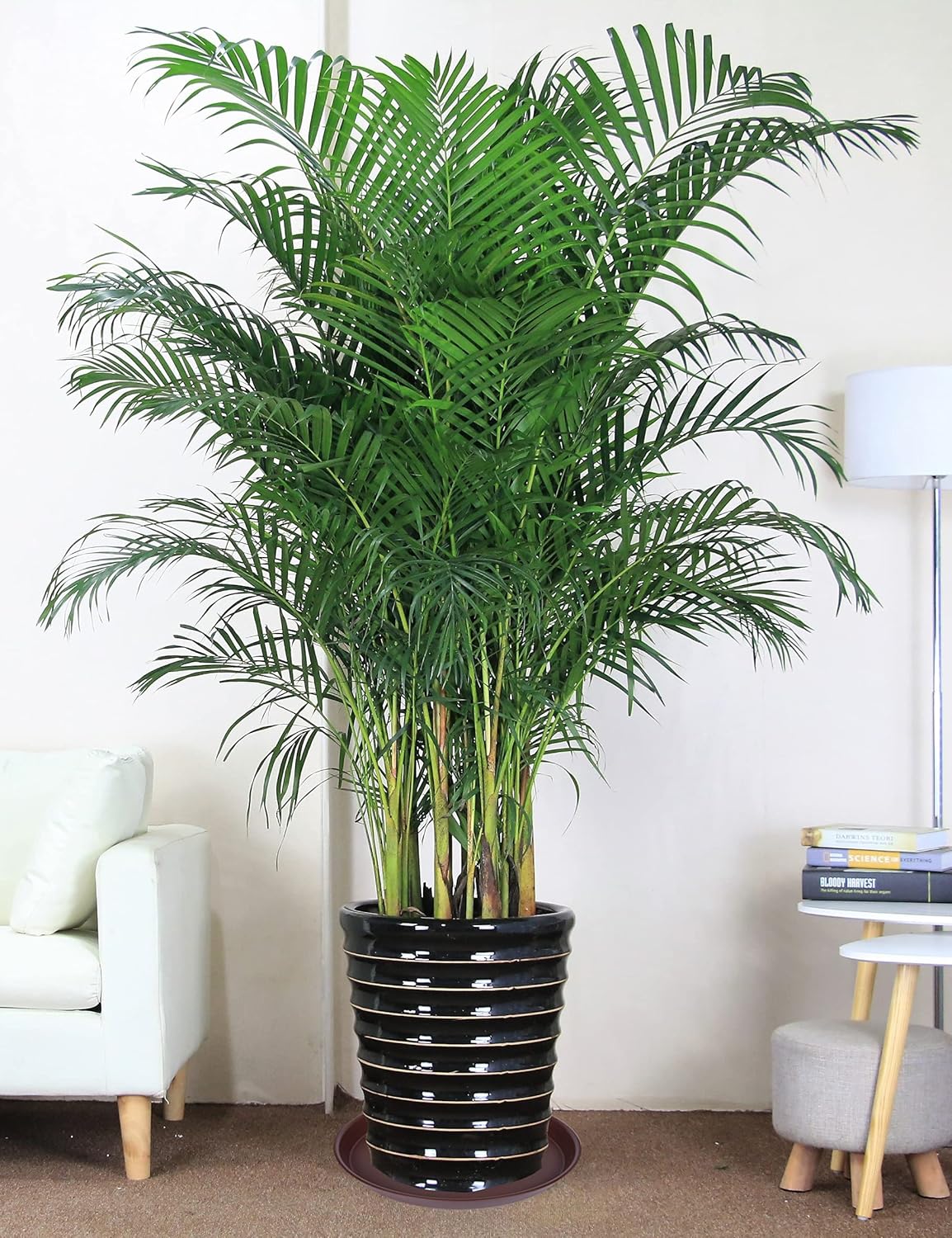 2 Pack of 16 17 inch Plant Saucer (15 inch Base), 2.3" Depth, Plant Trays for Pots, Plastic Plant Saucers for Indoors, Bird Bath Bowls, Flower Pot Drip Trays for Planter (17", Chocolate)